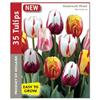 TOTAL GREEN 35 Pack Rembrandt Tulip Bulbs