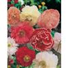 Mr. Fothergill's Seeds Poppy Shirley Double Mixed