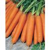 Mr. Fothergill's Seeds Carrot Early Nantes 2