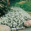 Mr. Fothergill's Seeds Cerastium Snow In Summer