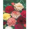 Mr. Fothergill's Seeds Carnation Choice Double Mixed