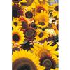 Mr. Fothergill's Seeds Sunflower Allsorts Mixed