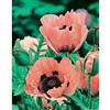 Mr. Fothergill's Seeds Poppy Princess Victoria Louise