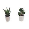 DONGLI Plants - Small Potted Plants