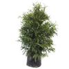 Rockart Nursery 90 cm (35.4 in.) Eastern White Cedar