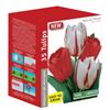 HOME GARDENER 35 Pack Red and White Tulip Bulbs