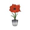 TOTAL GREEN Christmas Amaryllis Bulb Kit