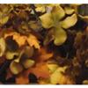 6' Brown Hydrangea Fall Garland