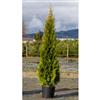 6-ft. Emerald Hedging Cedar Trees