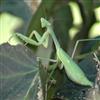 Praying Mantis Natural Insect Control Egg Case