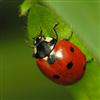 1,000 Live Lady Bugs for Aphid Control