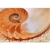 National Geographic 6 Feet x 4 Feet 2 Inches Nautilus Wall Mural
