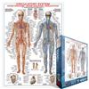 Eurographics Circulatory System Jigsaw Puzzle - 1000 Pieces
