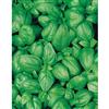 Mr. Fothergill's Seeds Basil Sweet - Organic