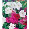 Mr. Fothergill's Seeds Petunia Balcony Choice Mixed