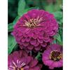 Johnsons Seeds Zinnia Purple Prince