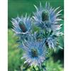 Mr. Fothergill's Seeds Eryngium Sea Holly