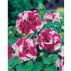 Johnsons Seeds Petunia Cherry Tart F1